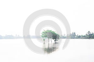 Abstract of green tree in the lake with sun light effected