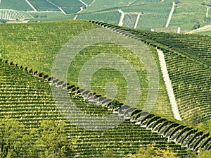 Abstract green vineyards