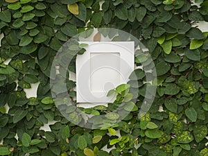 Abstract green wall with the frame on the white background