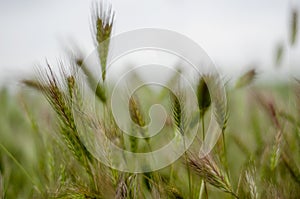 Abstract green wheat background close-up