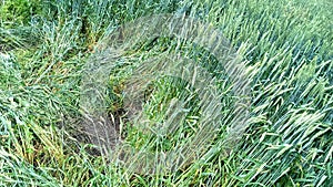 Abstract green wheat background close-up. Fields, bloom