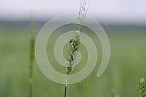 Abstract green wheat background close-up