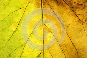 Abstract green and yellow leaf texture for background