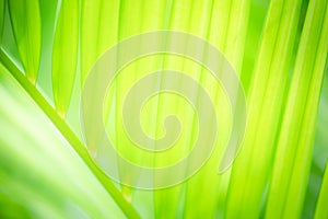 Abstract greenery blurred background of palm leaf