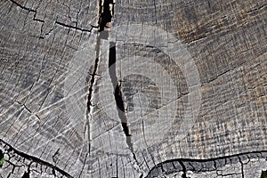 Abstract grey background.Wood texture.