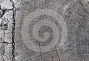 Abstract grey background.Wood texture.