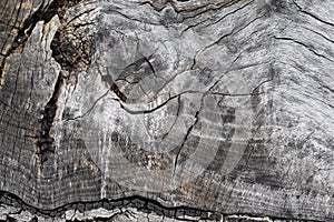 Abstract grey background.Wood texture.