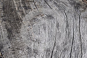 Abstract grey background.Wood texture.