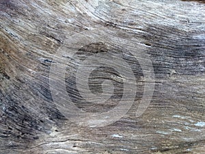 Abstract grey wooden texture. Dark weathered wood under bark. Br