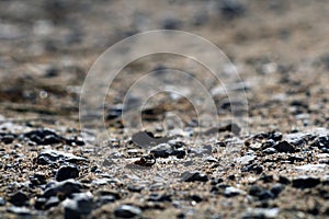 Abstract ground texture background. Macro photography.