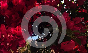 Abstract group of pink flowers on the plant.