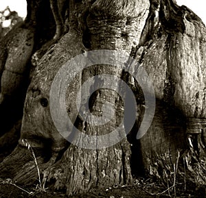 Abstract growth based on the trunk of the old olives photo