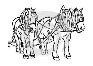 Draft horse vector drawing ~