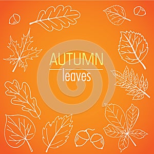 Abstract hand drawn autumn leaves