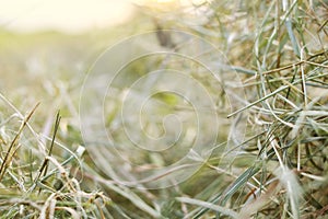 Abstract hay background. Country summer atmosphere wallpaper