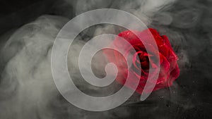 Abstract heavy red rose. Black background in smoke with red rose petals