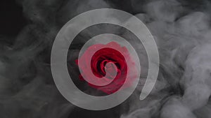 Abstract heavy red rose. Black background in smoke with red rose petals