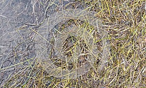 horizontal background: wet seaweed and water