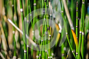 Abstract Horsetail wintering