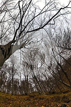 Abstract hoto of some winter branches