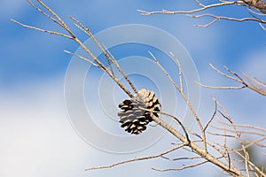 Abstract hoto of some winter branches