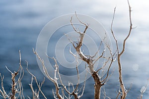 Abstract hoto of some winter branches