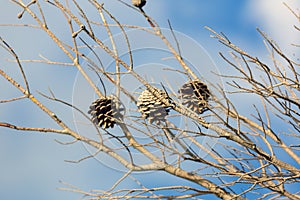 Abstract hoto of some winter branches