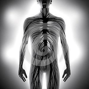 Abstract human male silhouette with circulatory system, digital illustration