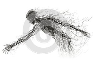Abstract Human Vasculature and Nervous System, Outline Drawings on white photo