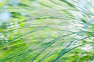 Abstract ICM background of long green grass swaying in the wind