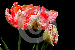 Abstract illlustration of tulips with buds. Decomposition in raster graphics in front of black background photo