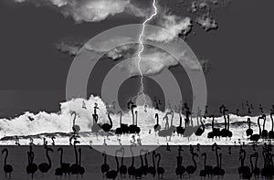 Abstract illustration of flamingo birds silhouettes against thunderstorm background in black and white.