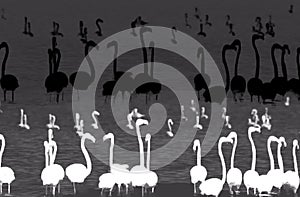 Abstract illustration of flamingo birds silhouettes against water background in black and white color.