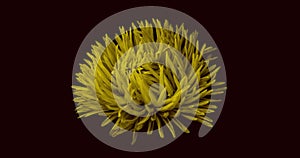 Abstract illustration of an isolated chrysanthemum flower bloom top view in yellow on black background.