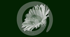 Abstract illustration of an isolated flower bloom in white on dark green background. Suitable for wallpaper, book cover.