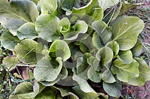 Abstract image of bergenia leaves in the garden