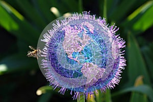 Abstract image of a blue flower.