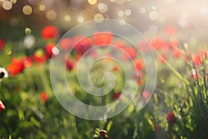 Abstract image of blurred red poppy in the green field at sun light