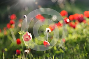 Abstract image of blurred red poppy in the green field at sun light