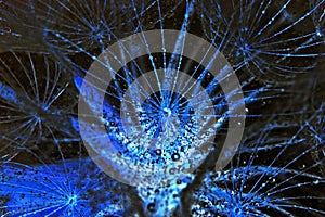 Abstract image of dandelion with dew.