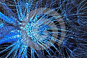 Abstract image of dandelion with dew. Close-up of dewdrop on the head of dandelion