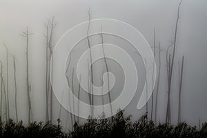An abstract image of dead cypress trees standing in the marsh