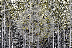 Abstract image of a dense pine tree forest