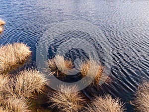 Abstract image with dry bog grass and bog water