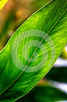 Abstract image of green leaves