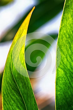 Abstract image of green leaves