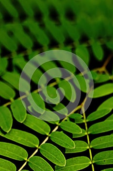 Abstract image of Green leaves with pattern