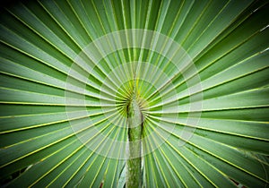 Abstract image of Green Palm leaves in nature