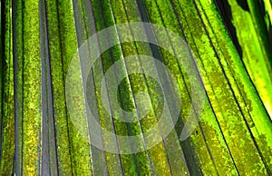 Abstract image of Green Palm leaves in nature background