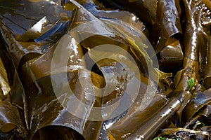 Large Greenish-Brown Sea Kelp Background